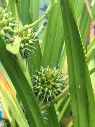 Attēlu rezultāti vaicājumam “Sparganium erectum aggr. leaf”