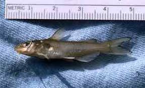 Image result for Ictalurus punctatus