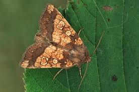 Attēlu rezultāti vaicājumam “Gortyna flavago”