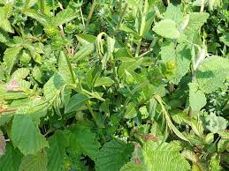 Attēlu rezultāti vaicājumam “Yponomeuta plumbella”