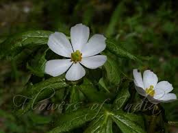 Attēlu rezultāti vaicājumam “Podophyllum hexandrum fruit”