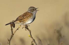 Attēlu rezultāti vaicājumam “Prunella modularis”