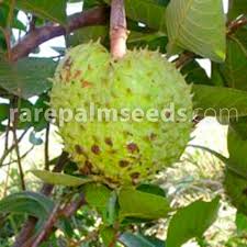 Attēlu rezultāti vaicājumam “Antennaria dioica fruit”