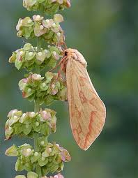 Attēlu rezultāti vaicājumam “Hepialus humuli female”