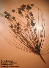 Attēlu rezultāti vaicājumam “Butomus umbellatus fruit”