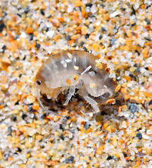 Attēlu rezultāti vaicājumam “Talitrus saltator”