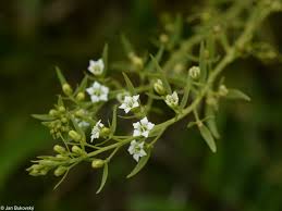 Attēlu rezultāti vaicājumam “Thesium ebracteatum”