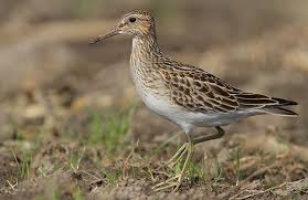 Image result for Calidris melanotos