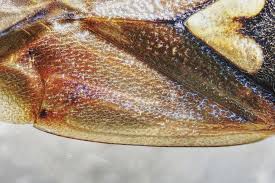 Attēlu rezultāti vaicājumam “Lygus pratensis nymph”