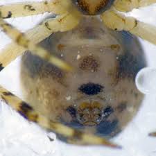 Attēlu rezultāti vaicājumam “Phylloneta sp.”