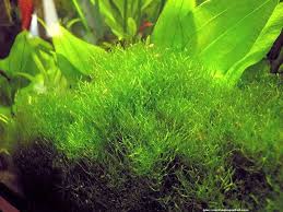 Attēlu rezultāti vaicājumam “Riccia rhenana”