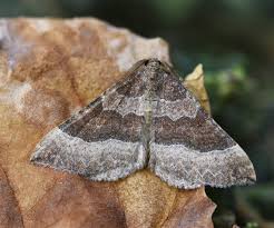 Attēlu rezultāti vaicājumam “Larentia clavaria”