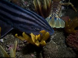 Image result for Poroderma africanum