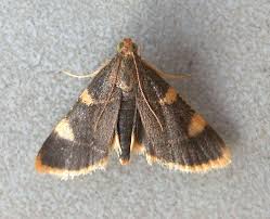 Attēlu rezultāti vaicājumam “Hypsopygia costalis”