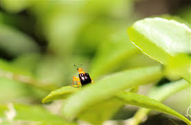 Image result for pheega