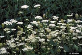 Attēlu rezultāti vaicājumam “Daucus carota subsp. carota leaf”