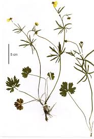 Attēlu rezultāti vaicājumam “Ranunculus auricomus”