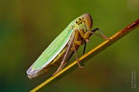 Attēlu rezultāti vaicājumam “Cicadella viridis”