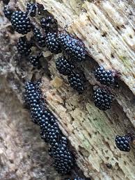 Attēlu rezultāti vaicājumam “Metatrichia vesparia”