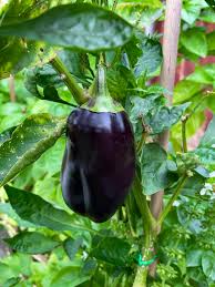 Afbeeldingsresultaat voor purple beauty sweet pepper