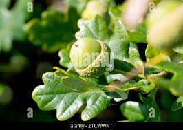 Attēlu rezultāti vaicājumam “Quercus robur fruit”