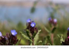 Attēlu rezultāti vaicājumam “Anchusa arvensis flower”