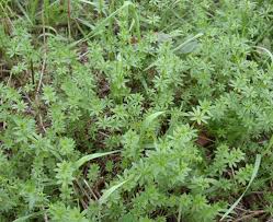 Attēlu rezultāti vaicājumam “Galium elongatum leaf”