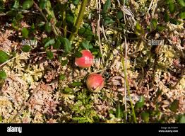 Attēlu rezultāti vaicājumam “Oxycoccus palustris fruit”