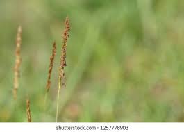 Attēlu rezultāti vaicājumam “Alopecurus aequalis”