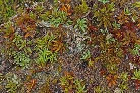 Attēlu rezultāti vaicājumam “Pogonatum dentatum”