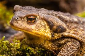 Attēlu rezultāti vaicājumam “Bufo bufo”