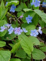 Image result for Omphalodes verna
