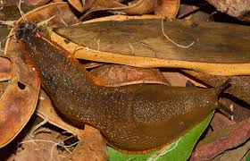 Attēlu rezultāti vaicājumam “Arion lusitanicus”