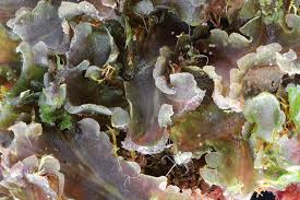 Attēlu rezultāti vaicājumam “Blasia pusilla”