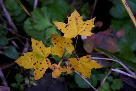 Attēlu rezultāti vaicājumam “Rhytisma acerinum”