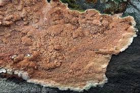 Attēlu rezultāti vaicājumam “Gloeoporus taxicola”