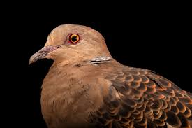 Image result for Streptopelia orientalis