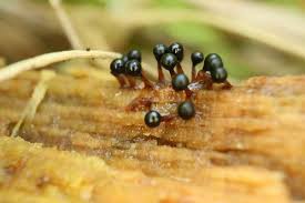 Attēlu rezultāti vaicājumam “Metatrichia floriformis macro”