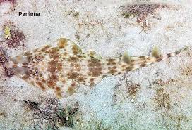 Image result for Pseudobatos lentiginosus