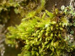 Attēlu rezultāti vaicājumam “Aulacomnium androgynum”