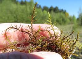 Attēlu rezultāti vaicājumam “Abietinella abietina var. hystricosa”
