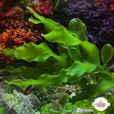 Attēlu rezultāti vaicājumam “Chlorophyta”