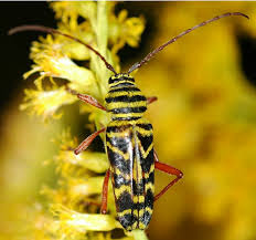 Attēlu rezultāti vaicājumam “Scolytidae”