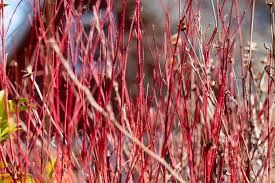 Attēlu rezultāti vaicājumam “Cornus sericea”