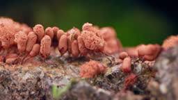 Attēlu rezultāti vaicājumam “Arcyria denudata macro”