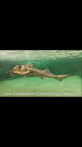 Image result for Callorhinchus capensis