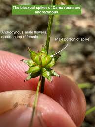 Attēlu rezultāti vaicājumam “Carex lasiocarpa male flower”