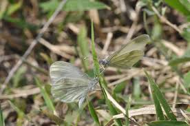 Attēlu rezultāti vaicājumam “Leptidea sinapis”