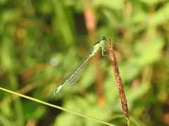 Attēlu rezultāti vaicājumam “Coenagrion armatum”