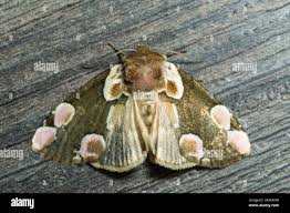 Attēlu rezultāti vaicājumam “Thyatira batis imago”